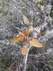 Phoradendron nervosum