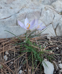Crocus cambessedesii