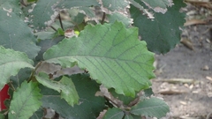 Quercus