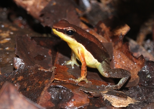 Allobates granti · iNaturalist United Kingdom