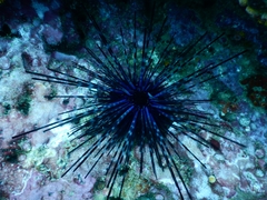 Centrostephanus coronatus