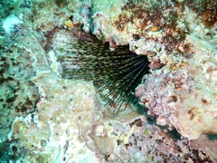 Centrostephanus coronatus