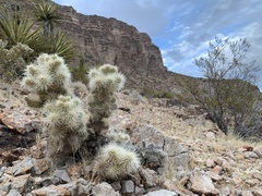 Cylindropuntia multigeniculata