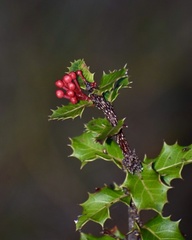 Casearia crassinervis