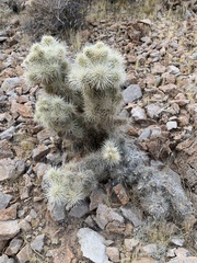 Cylindropuntia multigeniculata