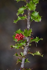 Casearia crassinervis