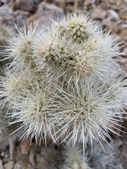 Cylindropuntia multigeniculata
