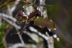 Casearia crassinervis