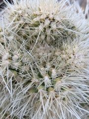 Cylindropuntia multigeniculata
