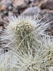 Cylindropuntia multigeniculata