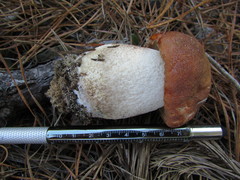 Leccinum