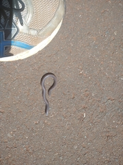 Amphisbaena vermicularis