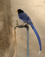 Urocissa flavirostris