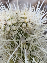 Cylindropuntia multigeniculata