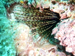 Centrostephanus coronatus