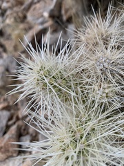 Cylindropuntia multigeniculata