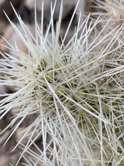 Cylindropuntia multigeniculata