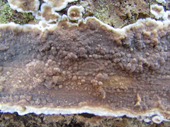 Dacryobolus karstenii