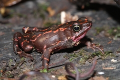 Atelopus flavescens