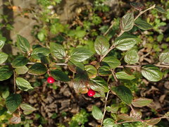 Cotoneaster