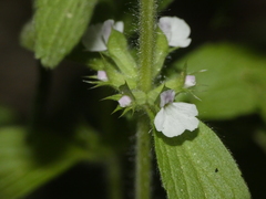 Sideritis romana