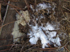 Trechispora mollusca