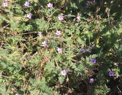 Erodium cicutarium dunense