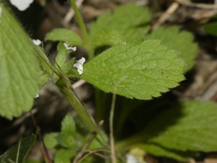 Sideritis romana