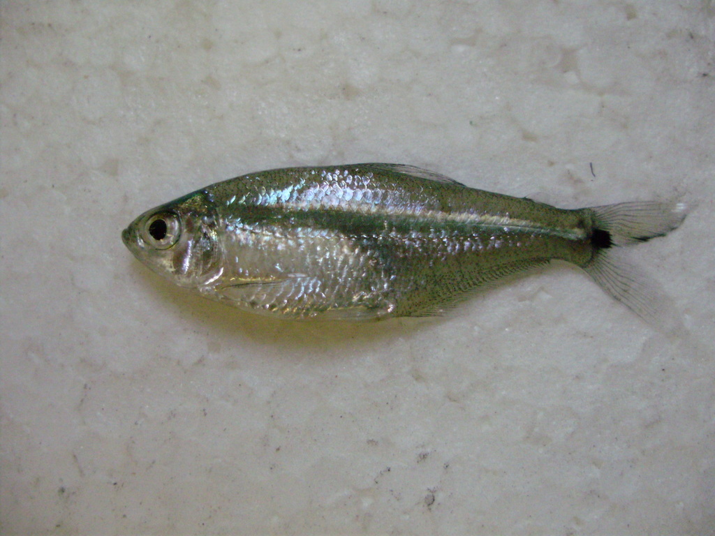 Silver Green Astyanax