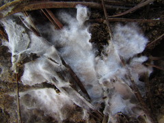 Trechispora mollusca