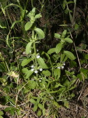 Sideritis romana