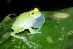 Banded-Limb Glassfrog photo 2