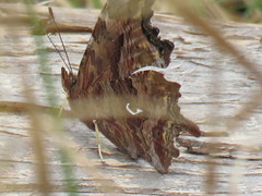 Polygonia satyrus satyrus