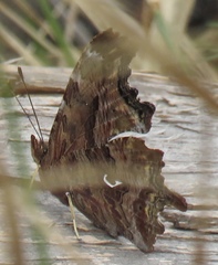 Polygonia satyrus satyrus