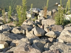 Euphagus cyanocephalus