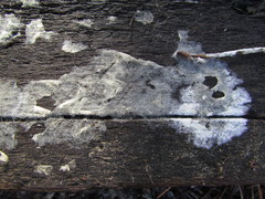 Tomentellopsis echinospora