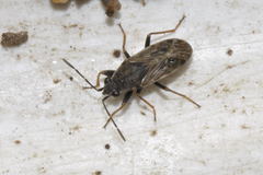 Peritrechus gracilicornis