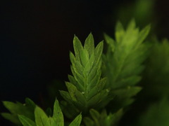 Fissidens taxifolius