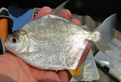 Red Hook Silver Dollar photo 5
