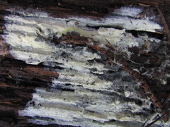 Tomentellopsis echinospora