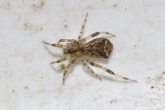 Episinus maculipes