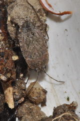 Emblethis denticollis