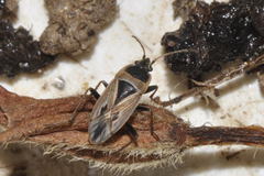 Xanthochilus quadratus