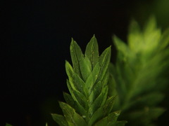 Fissidens taxifolius