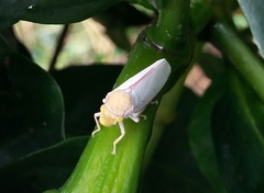 Cicadellidae