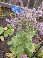 Borago