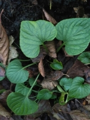 Viola uliginosa