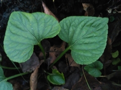 Viola uliginosa