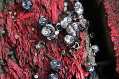 Crucibulum laeve