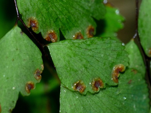 Adiantum raddianum